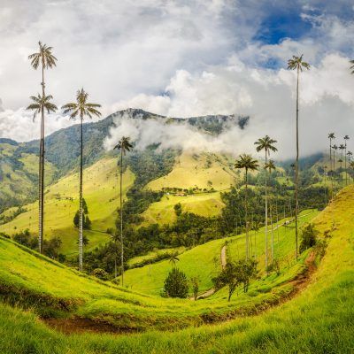 Cocora Valley in Colombia. Home of the world's tallest palm tree, the Quindio wax palm. Beautiful tropical scenery in the highlands near Salento.